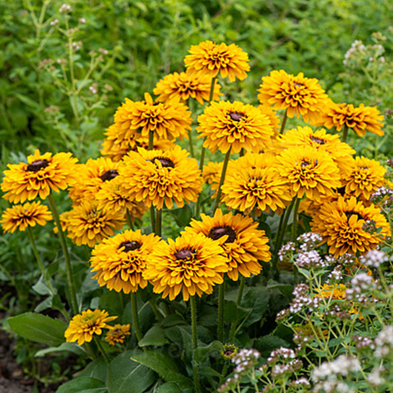 Double Golden Gloriosa Black-Eyed Susan Seeds