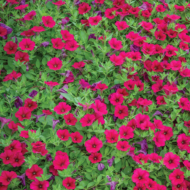 Wave Carmine Velour Petunia Seed Variety
