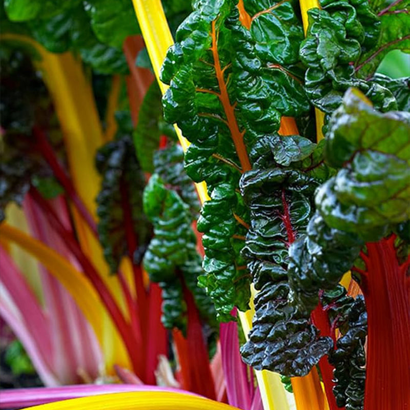 Rainbow Mix Swiss Chard Seeds - Non-GMO Easy to Grow Delicious and Nutritious