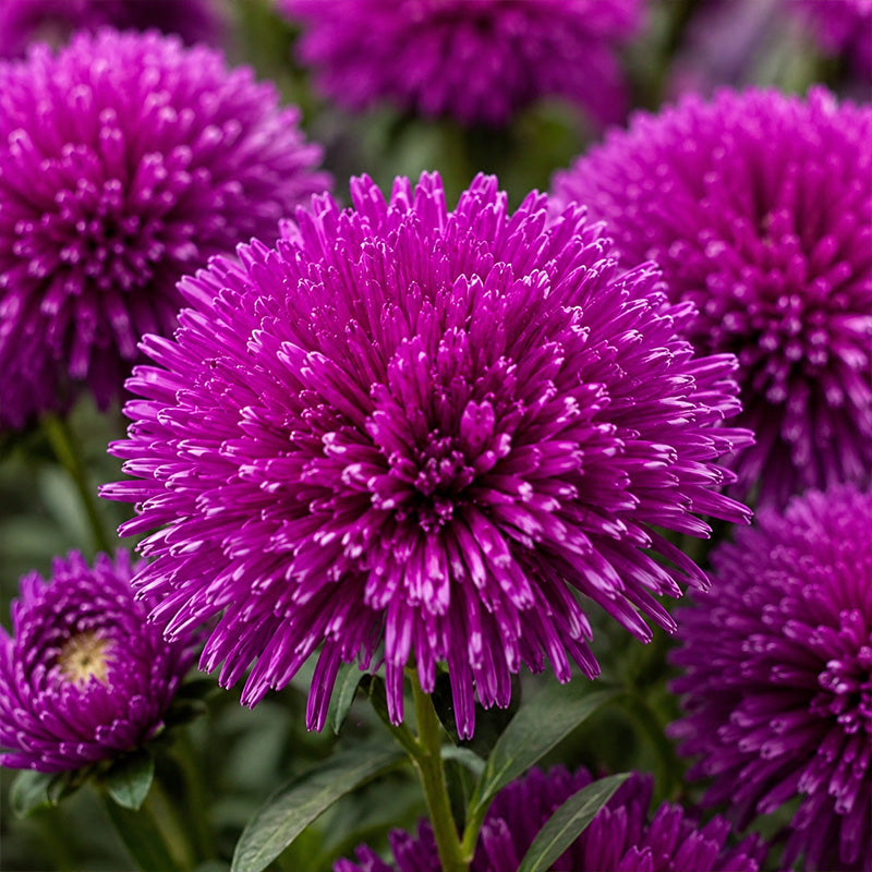 Magenta Needle Aster (Callistephus chinensis) Seeds