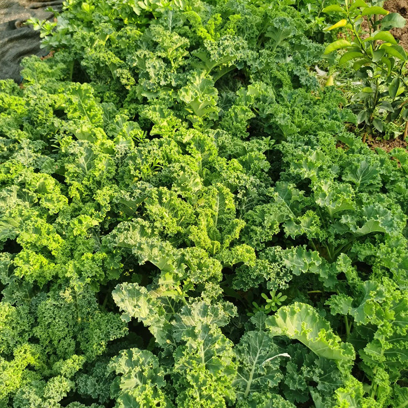 Crisp Morning Curly Kale Seeds