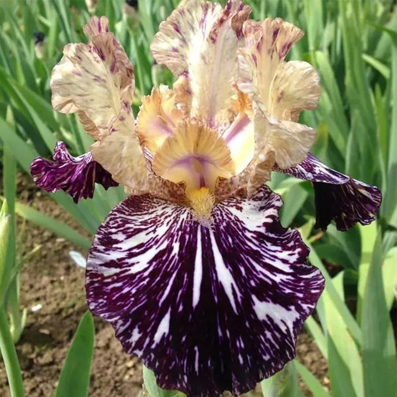 Iris de múltiples variedades (plantado en otoño)