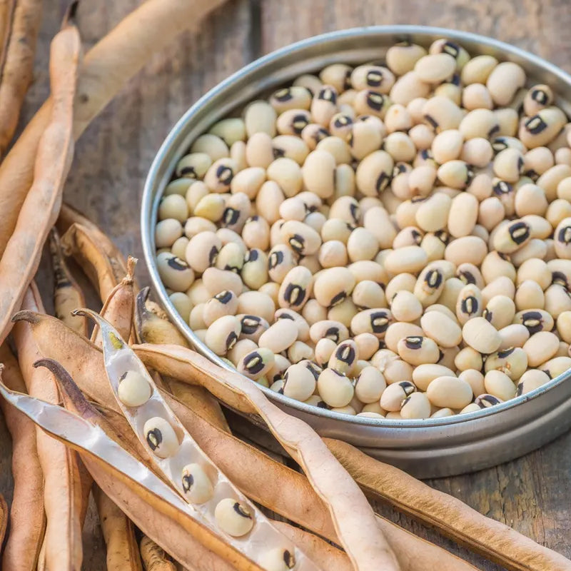 Cowpea, California Blackeye No.5