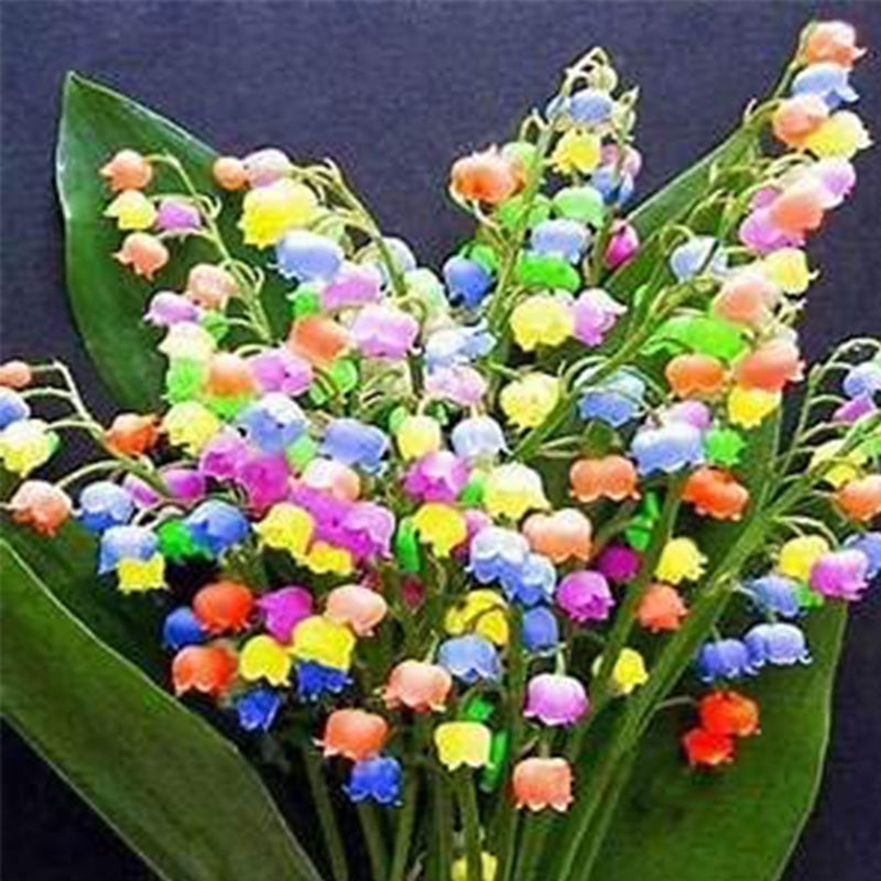 Amarilis de belleza rayada