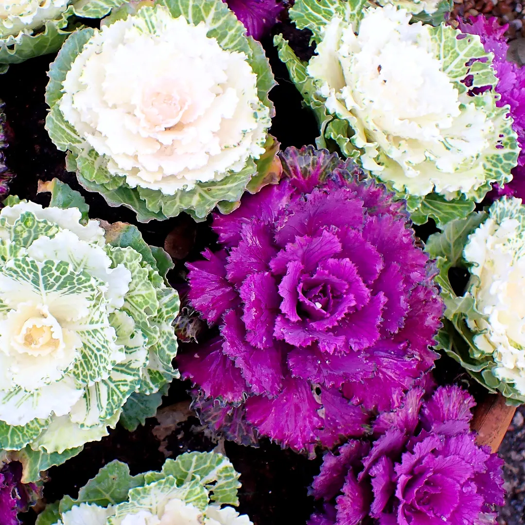 Mix Ornamental Kale Seeds