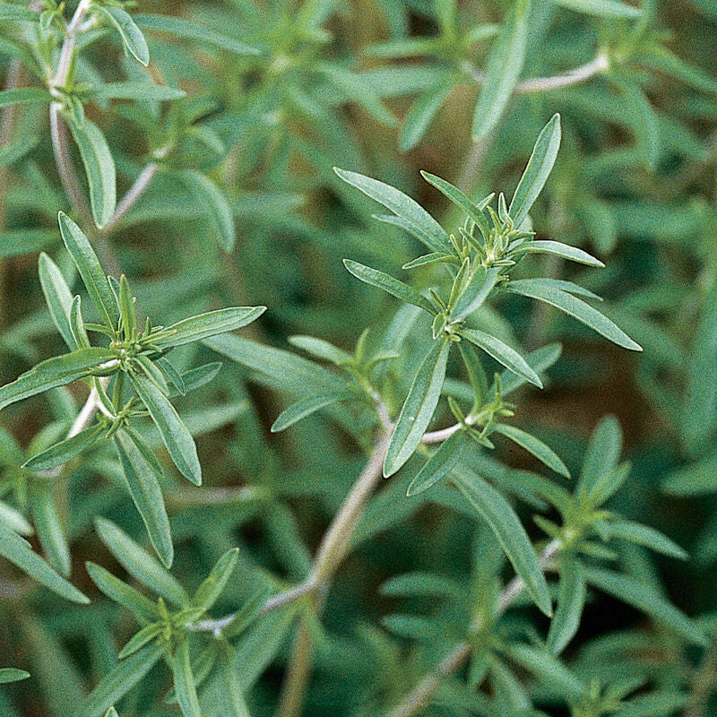 Summer Savory Herb Seed