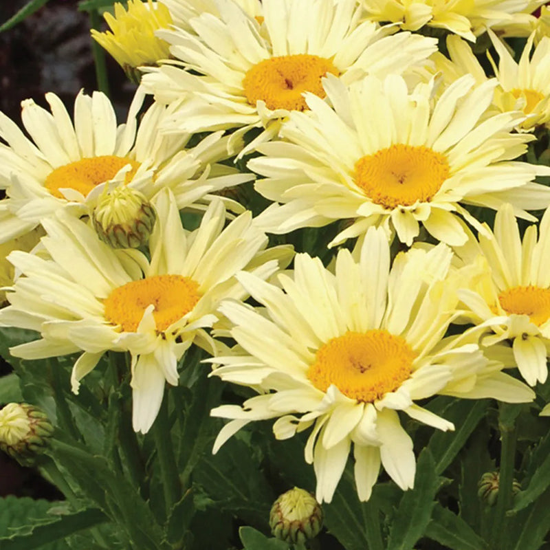 Shasta Daisy, crema de plátano PPAF