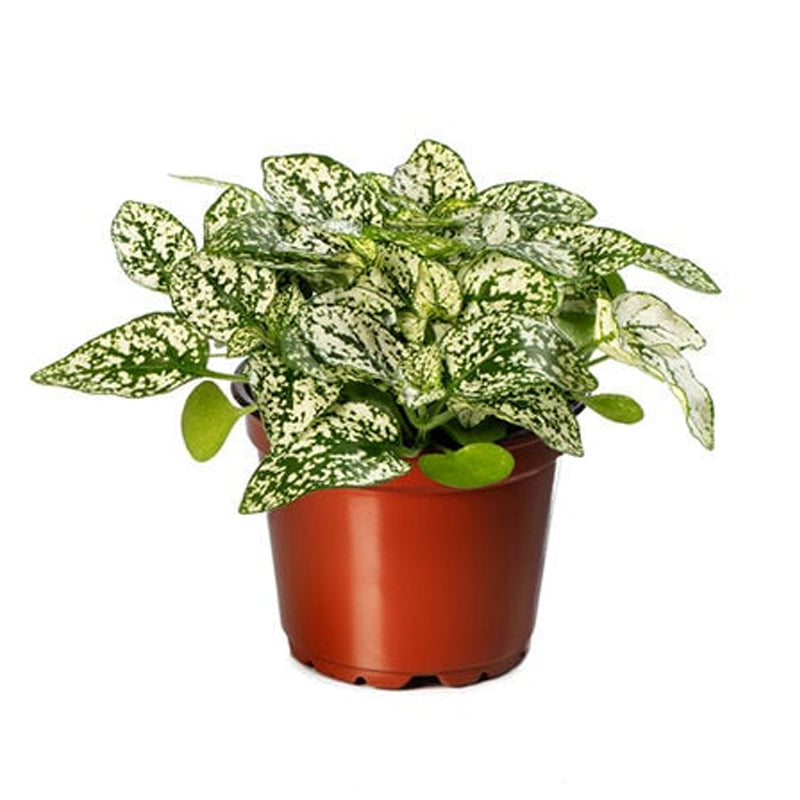 Confeti blanco, semilla de Hypoestes