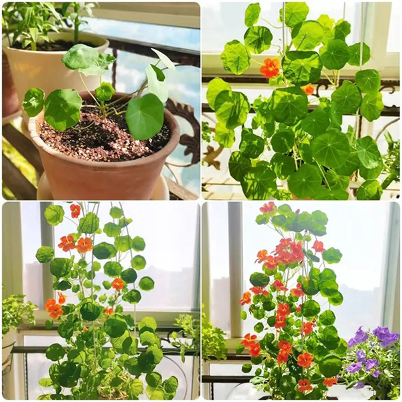 Semillas de capuchina (alta) - Colores variados