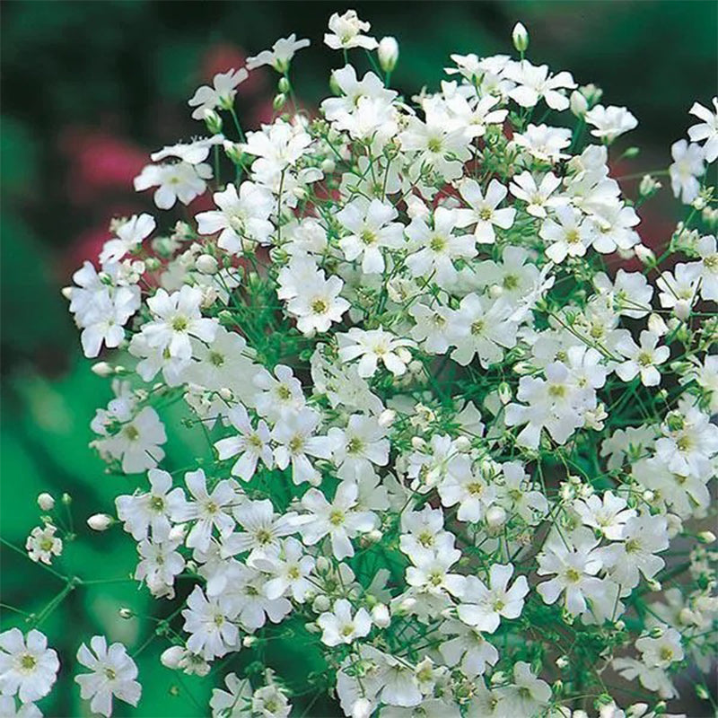 Gypsophila seeds Baby’s Breath Gypsophila