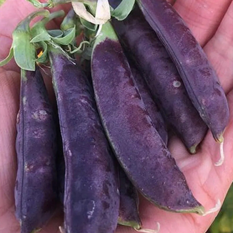 Heirloom Purple Sugar Snap Pea Seeds