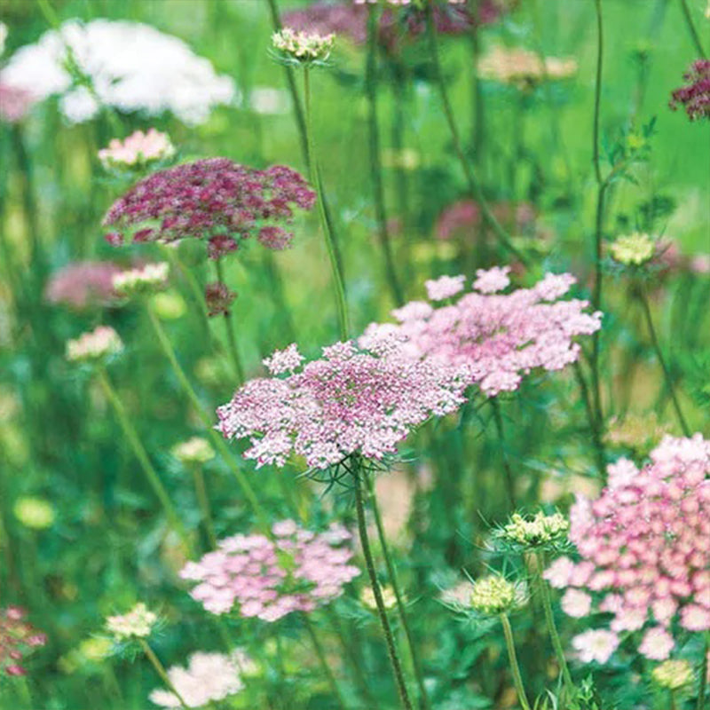 Zanahoria silvestre de Dara