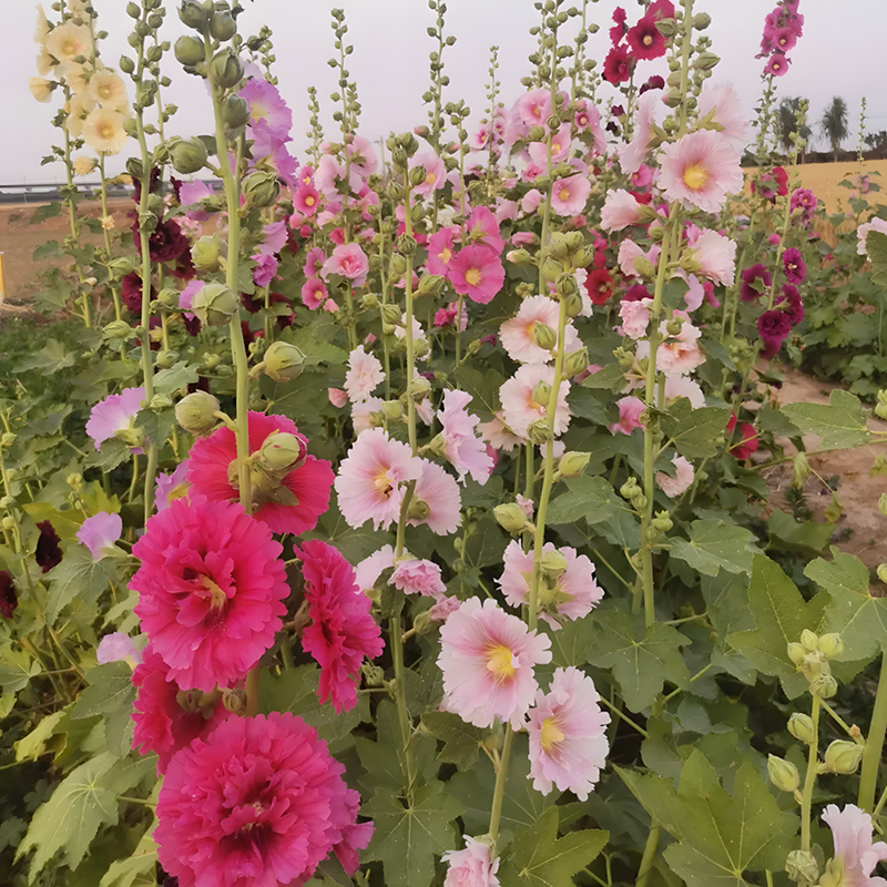 Hollyhock Seeds - Single Mix