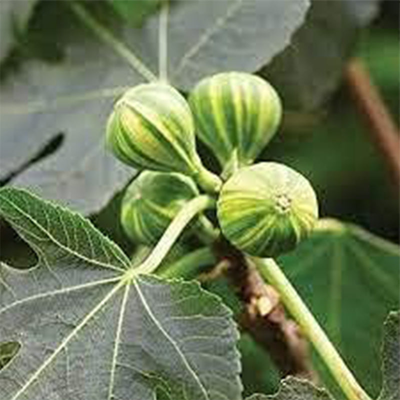 Tiger Stripe Fig Tree Seeds Ficus Carica 'Panache'