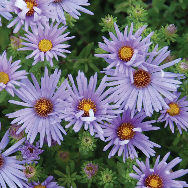 Aster, Raydon's Favorite