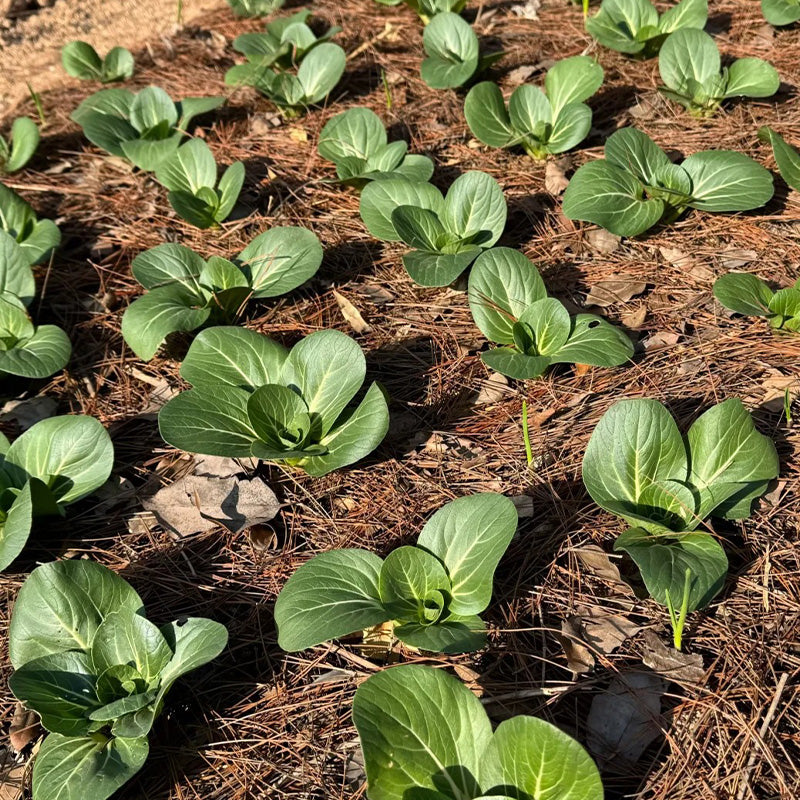Heirloom Baby Bok Choy Seeds