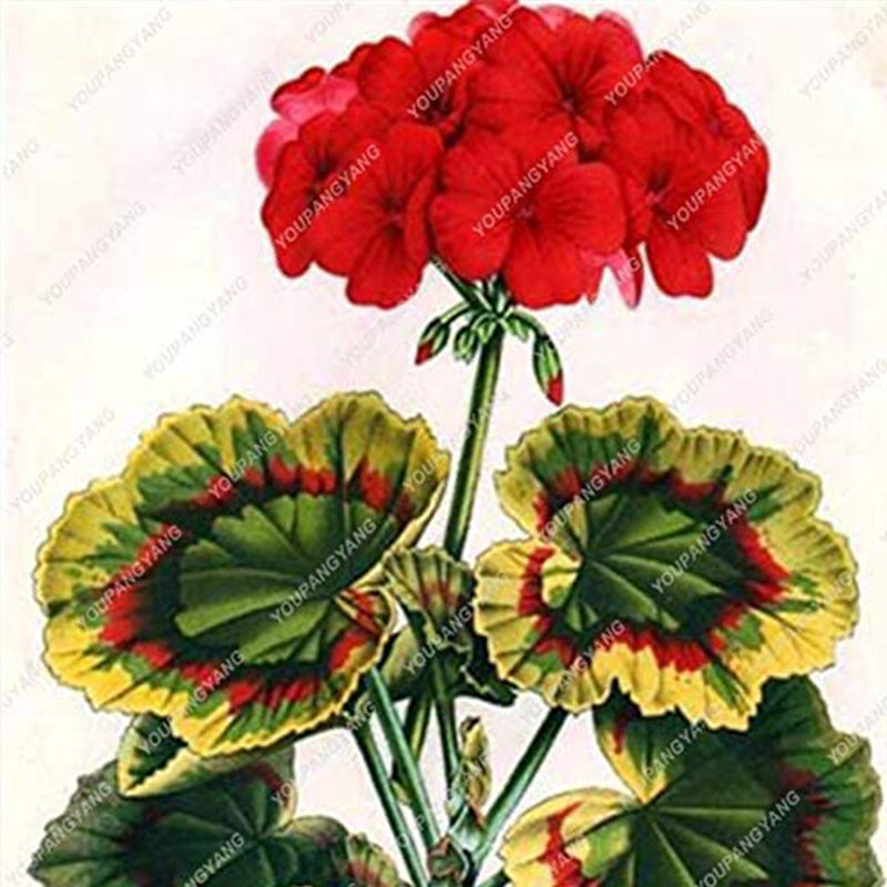 Geranium Flower Seeds for Planting Violet
