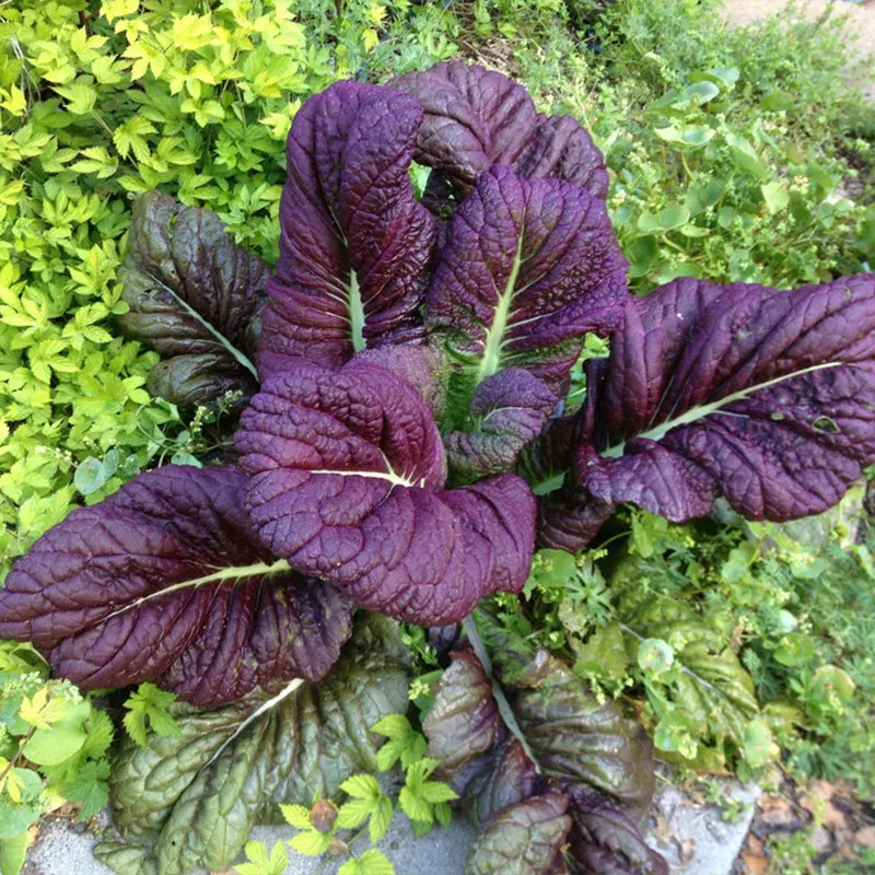 Red Giant Mustard Seeds