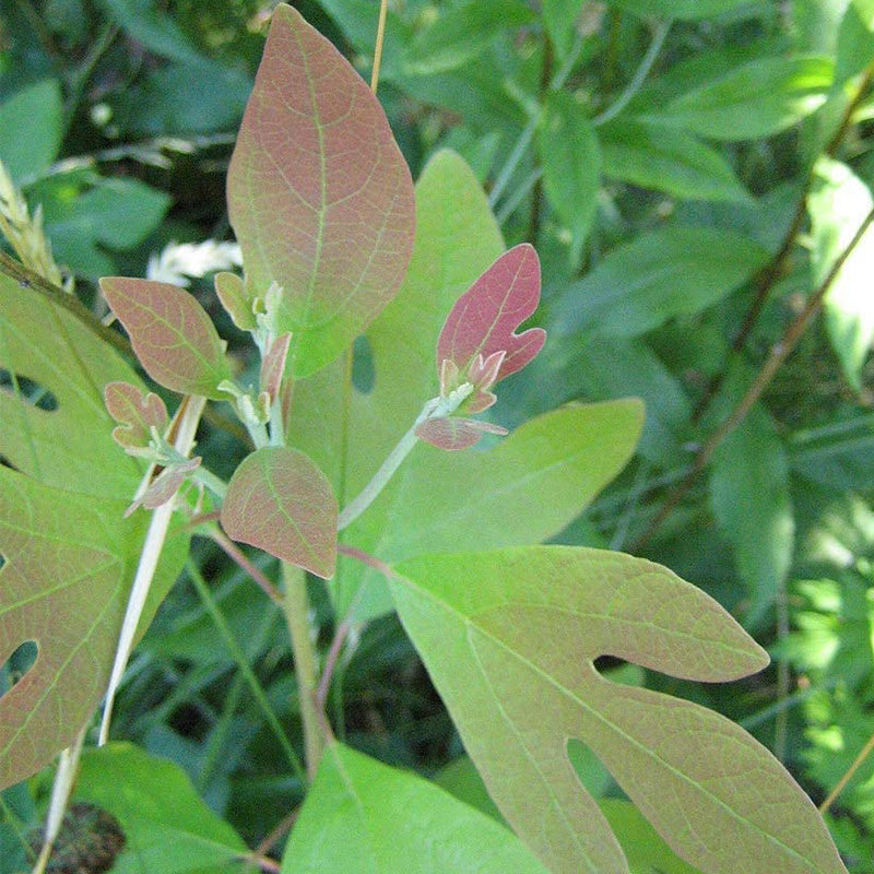 Fragrant Sassafras, Sassafras Albidum Tree Seeds