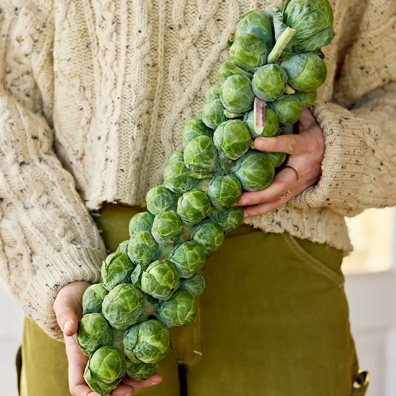 Brussels Sprouts, Green Gems Hybrid