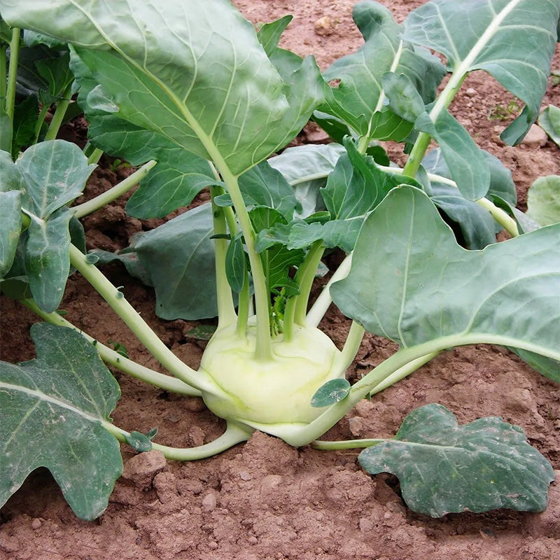 Kohlrabi Korist