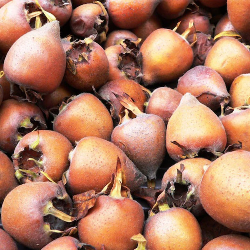 Medlar Tree Organic Seeds Medlar Fruit Seed for Garden and Pot