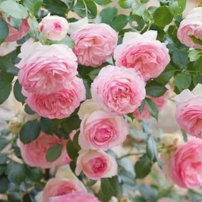 Pink Lonza Gemstone Seeds