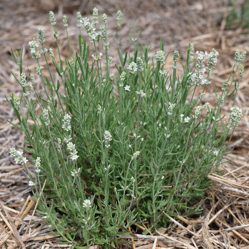 Ellagance White Lavender Seed