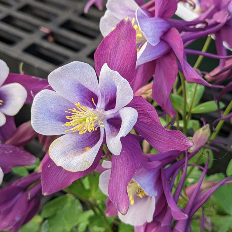 Columbine, Early Bird Purple & White