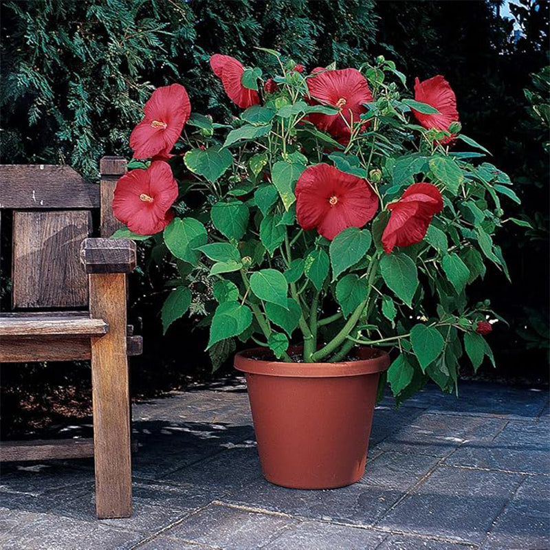 Perennial Hibiscus Luna Red Flower Seeds for Planting