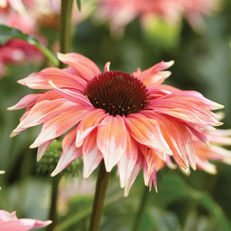 Echinacea, mamá juguetona del prado