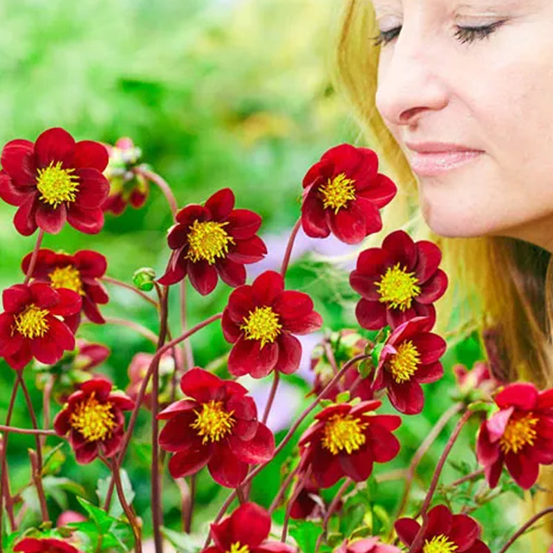 Dalia estrella mexicana