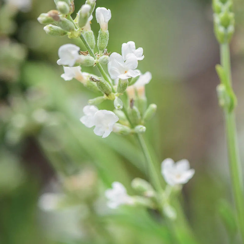 Lavender, Lacy Frills