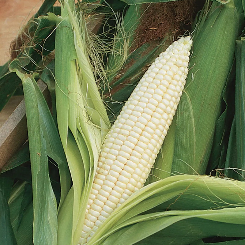 Maíz híbrido Silver Queen
