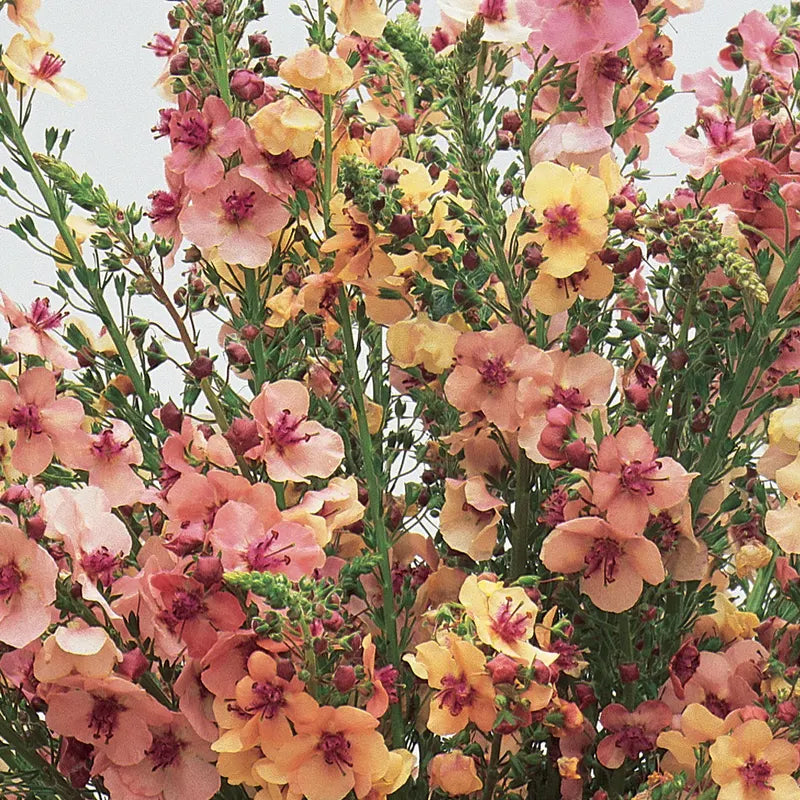 Verbascum, encanto sureño híbrido