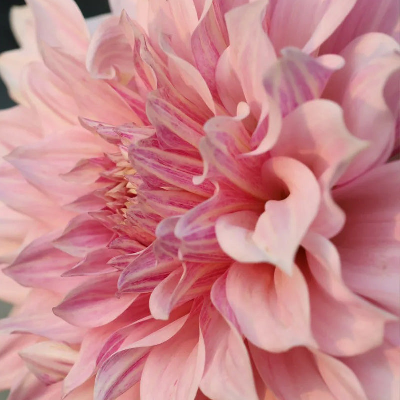 Premium Pinkish White Dahlia Seeds