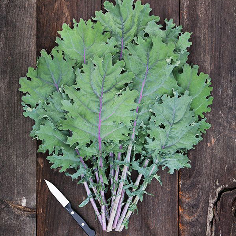 Crispy Stem Superfood Kale Seeds