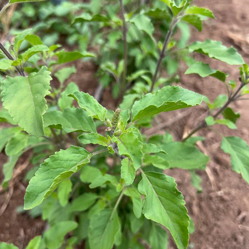 Tulsi / Albahaca sagrada: Rama