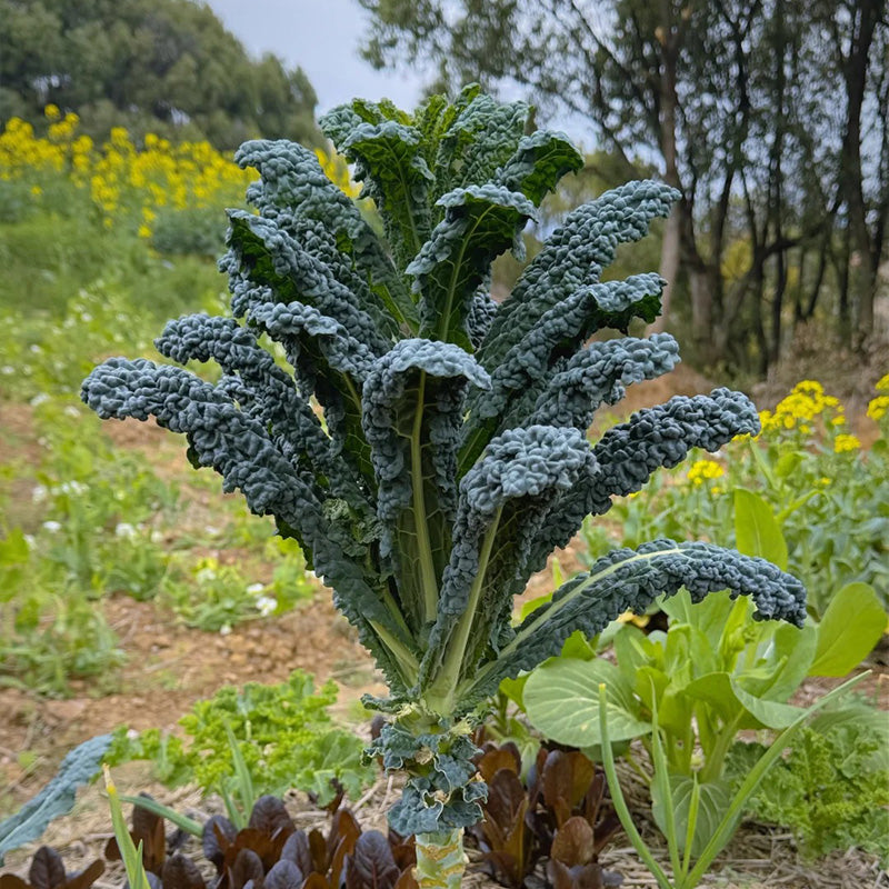 Black Tuscan Kale Seeds