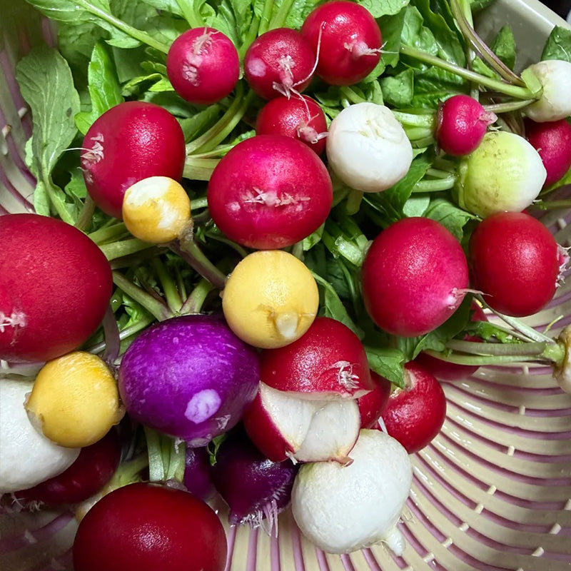 Rainbow Easter Egg Radish Seeds