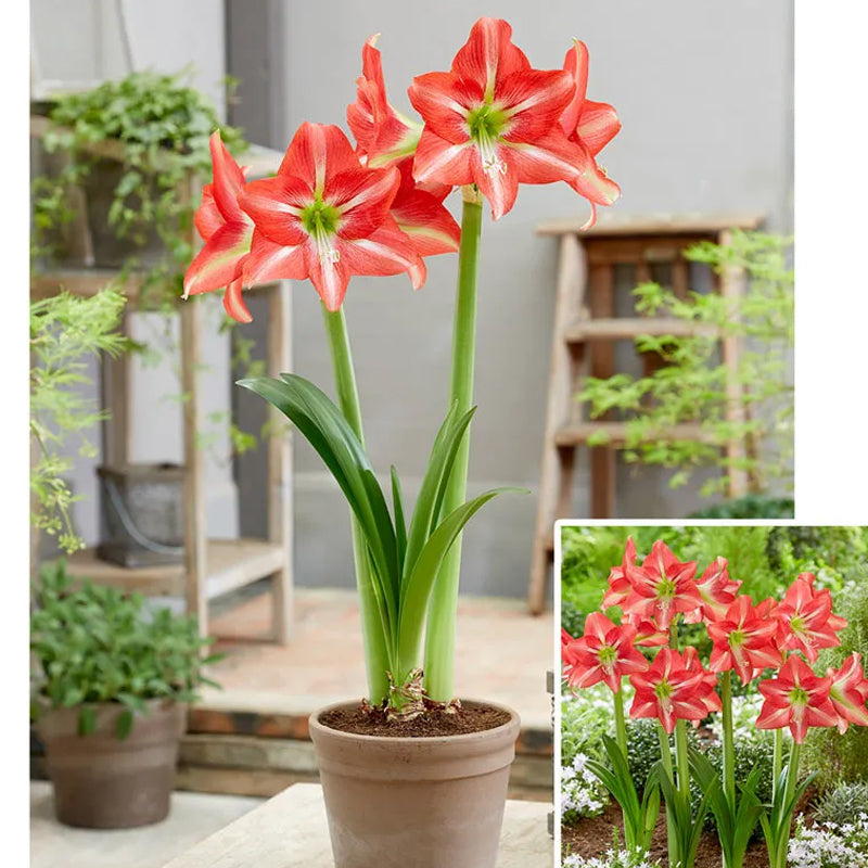 Amarilis de belleza rayada