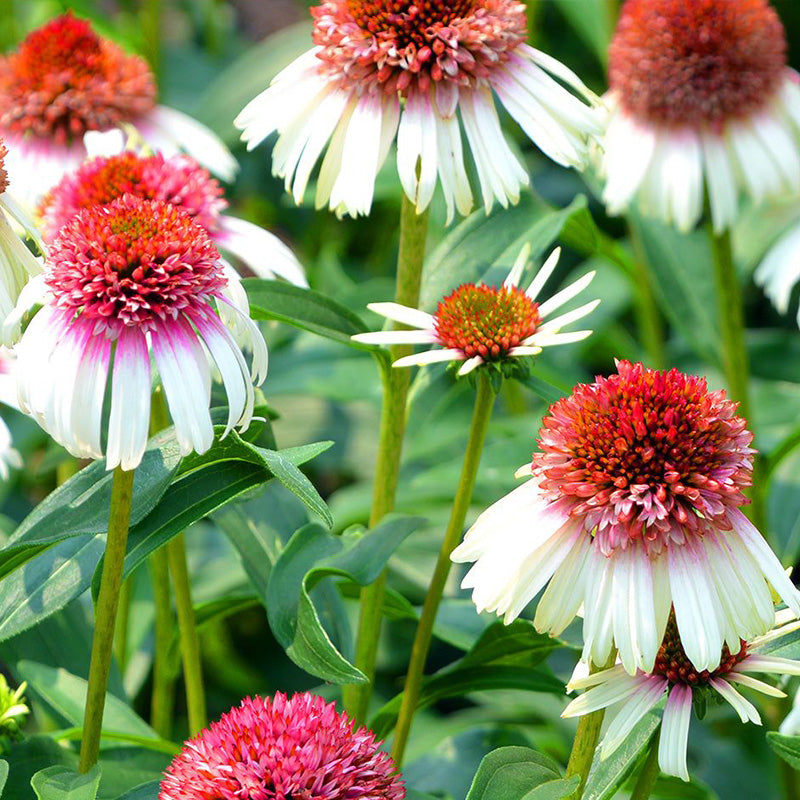 Double Bicolor Coneflower Seeds - Rare Hardy Perennial Pollinator Flower