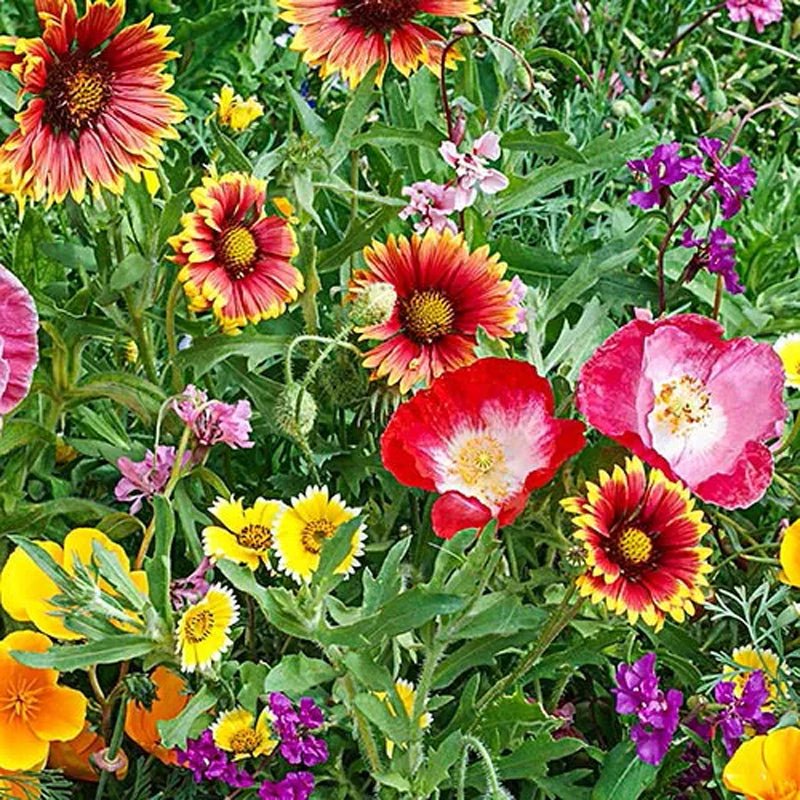 Mezcla de semillas de flores silvestres del suroeste