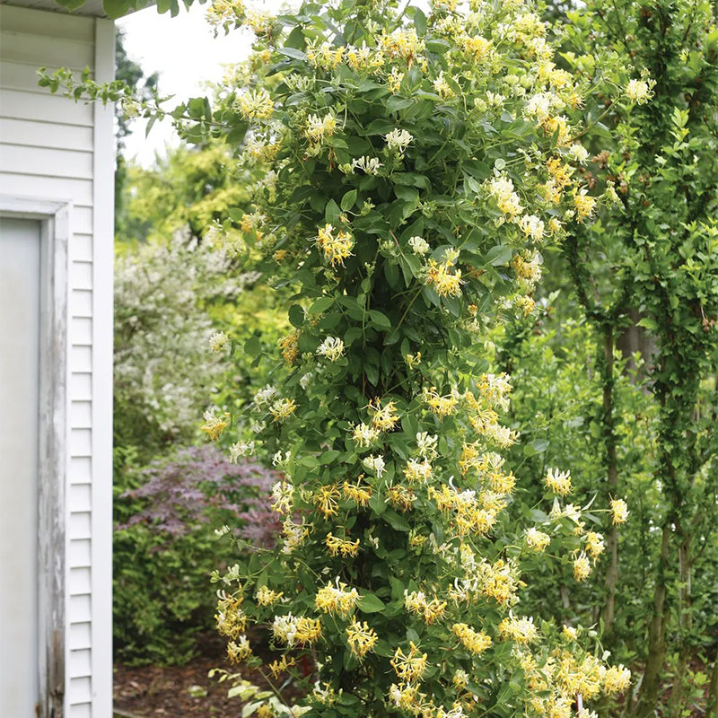 Lonicera, Scentsation