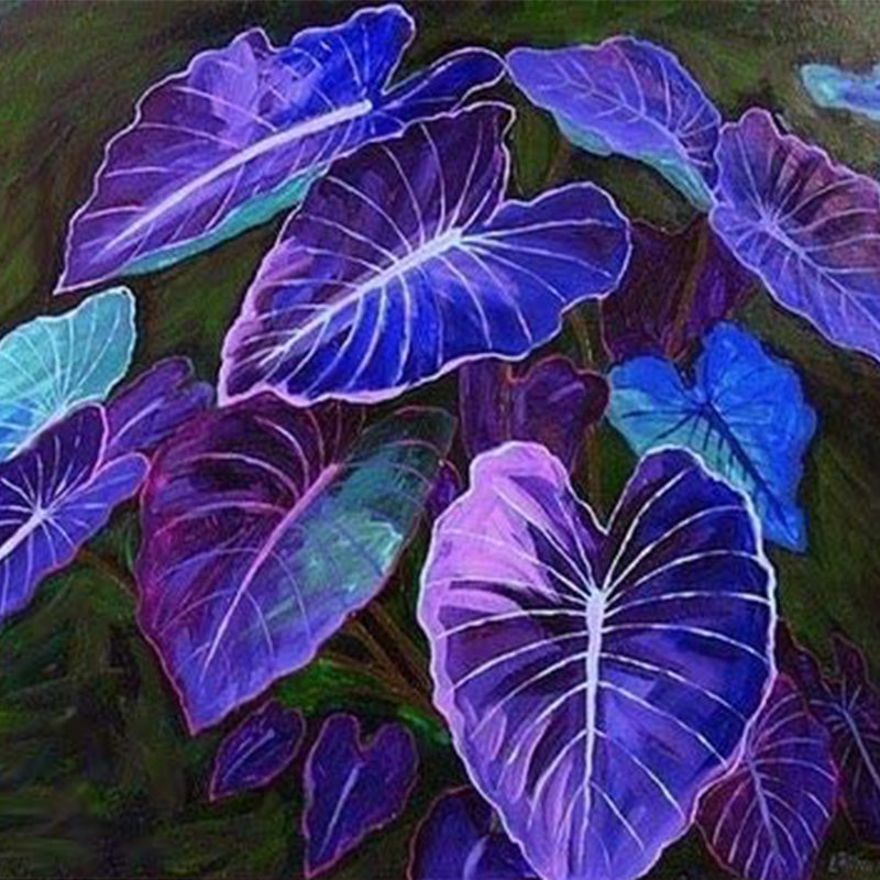 Blue Caladium Bicolor Flower Seeds