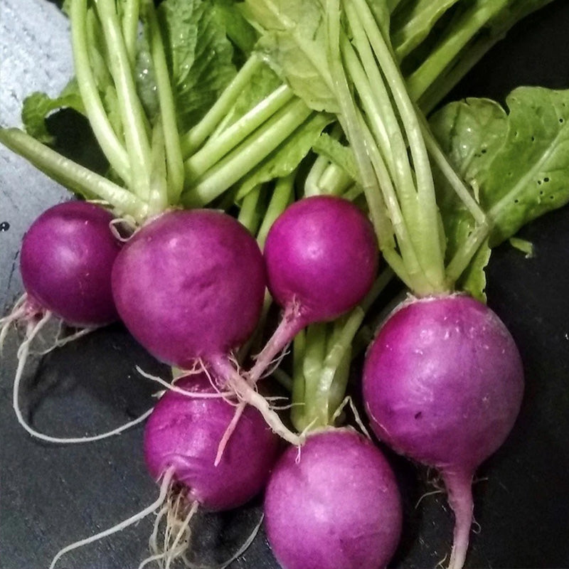 Amethyst Purple Radish Seeds