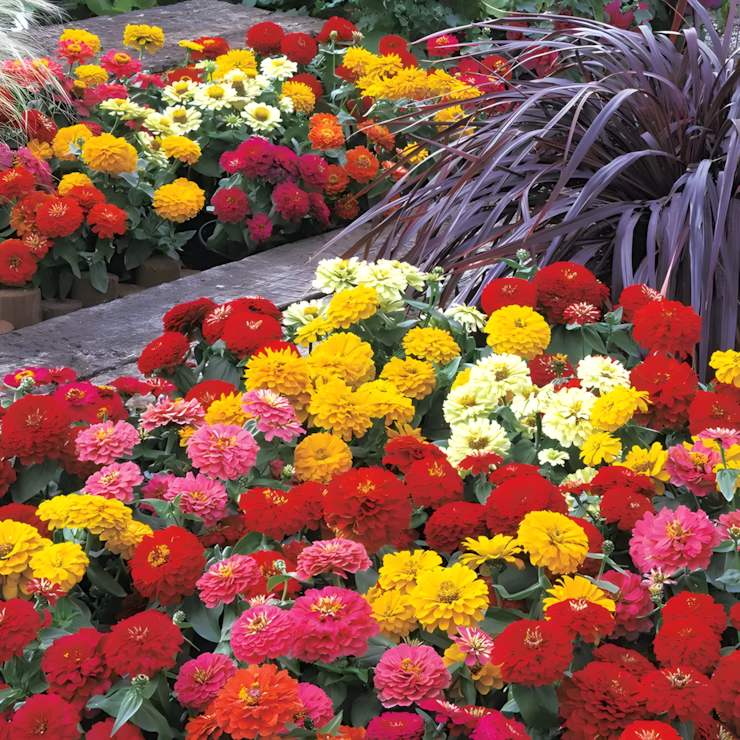 Dreamland™ Mix Hybrid Zinnia Seeds