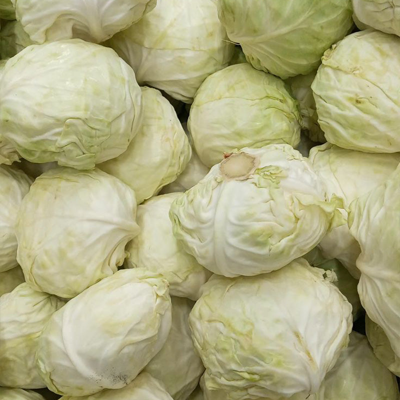 Crisp White-Hearted Cabbage Seeds