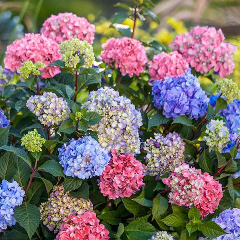 Hortensia 3 en 1
