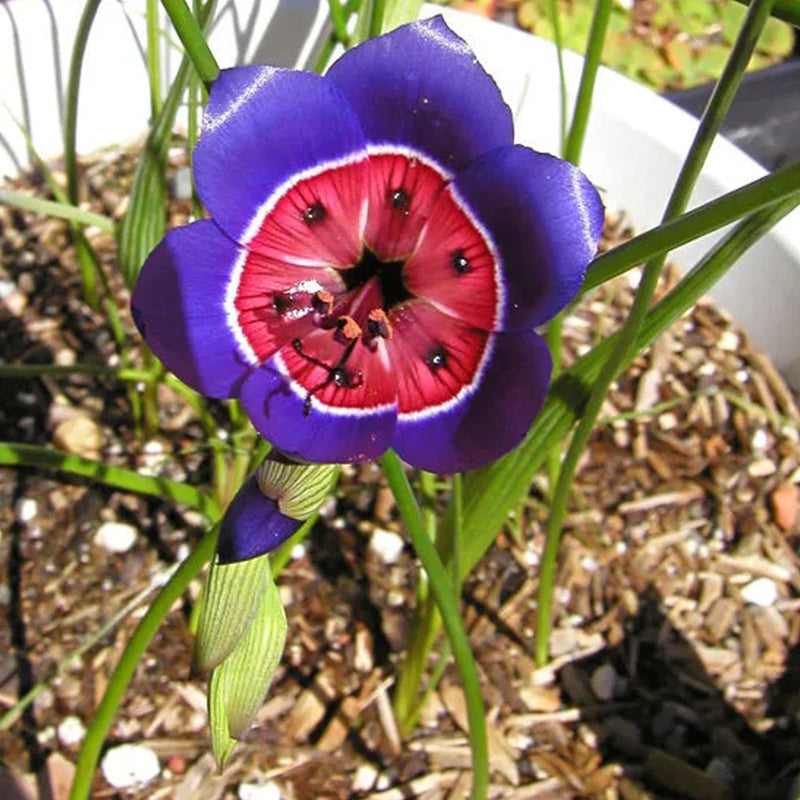 Radianes de Geissorhiza